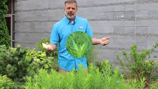 Bluestar amsonia Amsonia tabernaemontana  Plant Identification [upl. by Izabel]