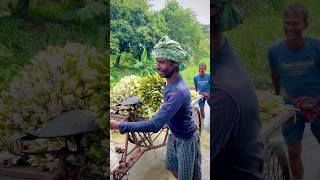 এতো শাপলা😁video minivlog shortvideo youtubeshorts viralvideo village hardwork [upl. by Toback637]