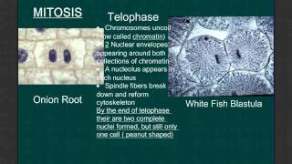 Mitosis and Cell Division [upl. by Aivlys]