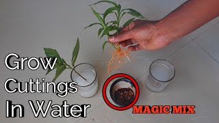 How to grow plants from cuttings in water [upl. by Lawlor228]