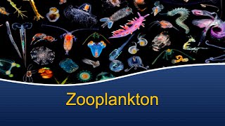 Marine Biology at Home 7 Zooplankton [upl. by Acinonrev801]