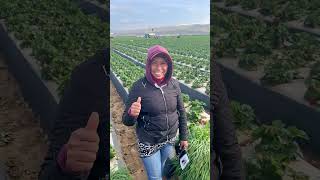 Hermosa mujer trabajadora del campo usa carlosvasquez usa agricultura [upl. by Nick]