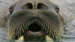 FUNNY WALRUS [upl. by Gnoz]