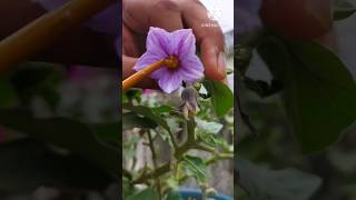 how to hand pollination in brinjal planttrending gardening plants vegetablegarden terracegarden [upl. by Archle]