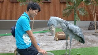 Shoebill getting meal from her favorite keeper☆だいすきな飼育員さんにごはんをもらうハシビロコウのふたば [upl. by Hathcock465]