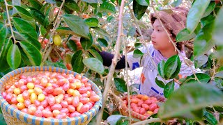 Full Video Harvesting Red Oleaster Nhót Passion Fruit Goes To Market Sell  Farm Cooking [upl. by Yzeerb]