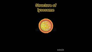 Structure of lysosome lysosomes structure  Lysosome Structure And Functions  Class 11 Biology [upl. by Yssirc858]