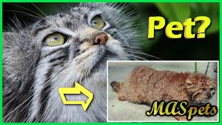 Pallass Cat  Can They Be Pets [upl. by Mayhs]