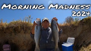 Striped Bass Fishing Morning Madness 2024🔥🔥🔥 [upl. by Erialb]