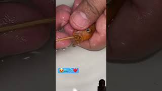 Orange cichlid fish giving birthfish fishing virulshorts shorts [upl. by Arteid]