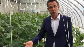 Chinese Solar Greenhouse in Bleiswijk [upl. by Reisch]