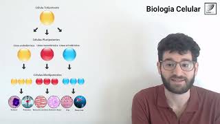 74 Biología Celular Diferentes estadíos celulares durante la diferenciación celular [upl. by Artcele]