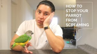 How To Stop Your Parrot From Screaming  Reduce Screeching By Doing This [upl. by Marji]