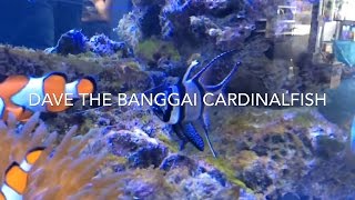 Dave the Banggai cardinalfish Pterapogon kauderni [upl. by Merill]