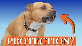 Why Staffies Are the WORST Guards in the World [upl. by Charita]