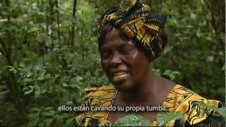 Filme en tributo a Wangari Maathai [upl. by Hgieliak795]