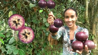 Jamaican Star Apple HARVEST  How to EAT Star Apple  Star Apple BENEFITS amp NUTRITION FACTS [upl. by Swamy]