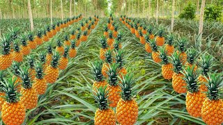 Pineapple Farming  अनानास की खेती  Ananas ki kheti kaise karen  cultivation of Pineapple in India [upl. by Pollerd28]