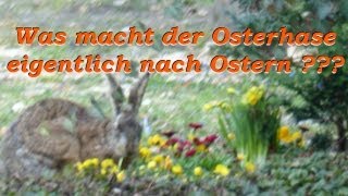 Was macht der Osterhase nach Ostern [upl. by Sclar]