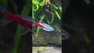 Neon Tetras Vs Chili Rasboras  My Thoughts After Keeping These Two Great Fish aquarium [upl. by Atikam]