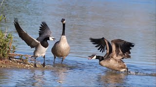 Barnacle Geese  Canada Geese Confrontation [upl. by Adur]