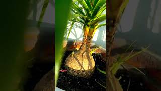 Nolina palm plant shine2forever short [upl. by Nnahaid]