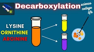 Amino Acid Decarboxylation Test  Microbiology Lab [upl. by Munshi]