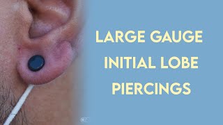 Large Gauge Initial Lobe Piercings [upl. by Derr]