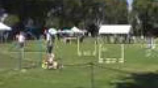 Basset Hound Agility CPE Jackpot run [upl. by Mayeda]