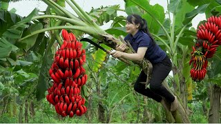 How to Harvest Garden Red Banana goes to the market sell  Harvest and Cooking Tieu Vy Daily Life [upl. by Beffrey70]