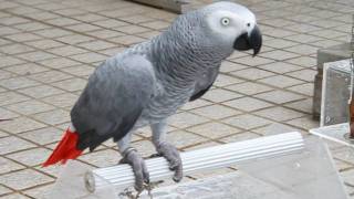 Parrot African Grey Singing Happy Birthday to you [upl. by Ormond]