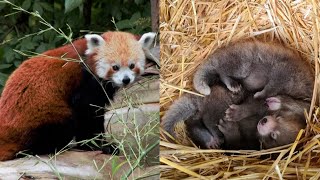 Endangered Red Panda Cubs Born in UK [upl. by Warfeld801]