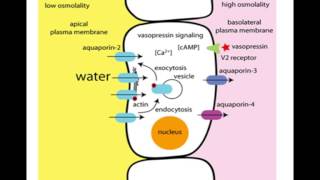 Vasopressin mechanism of Action [upl. by Liartnod763]