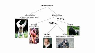 ERVs and the Nested Hierarchy [upl. by Nohj]