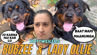 Rottweiler Bubzee amp Lady Ollie Huye Uncontrollable Bubzee Bilkul Kisi Ki Nahi Sunta [upl. by Ecienaj774]