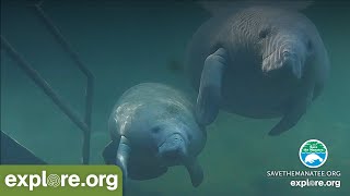 Underwater Manatee Cam at Blue Spring State Park [upl. by Odranar]