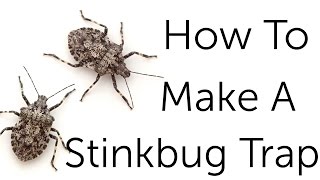 How To Make A Stinkbug Trap [upl. by Garold]