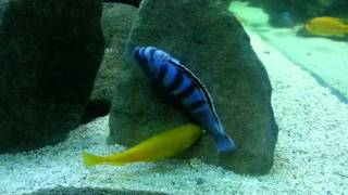 Pseudotropheus Saulosi Breeding  Female picking up eggs [upl. by Quintessa]