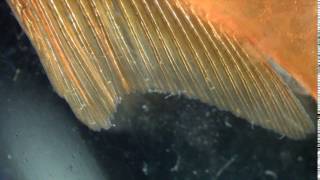 Gyrodactylus adults skin fluke infestation on a goldfish  2 [upl. by Nwahsav]