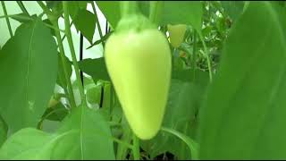 ⟹ Cascabella Pepper Capsicum annuum [upl. by Siegler]