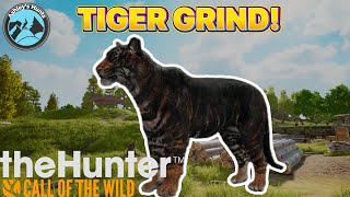 DIAMONDS AND RARES PSEUDO MELANISTIC TIGER The Hunter call of the Wild [upl. by Syl]