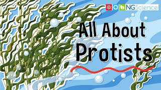 All About Protists [upl. by Egief405]