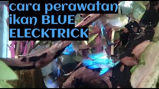 Cara perawatan ikan BLU ELEKTRIK RAMIREZI untuk pemula [upl. by Lamberto]