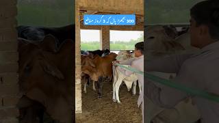 Bachra farming  wacha farming business 03248182000 shorts youtubeshorts [upl. by Reema767]