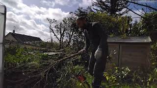 rabattage dune haie pleine de ronce  pruning an overgrow hedge full of black Berry [upl. by Carpio]