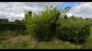 Flowering Black Bamboo Phyllostachys nigra don’t buy any black Bamboo they are going to seed [upl. by Yellac]