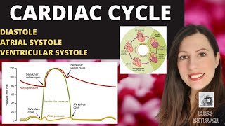 Alevel CARDIAC CYCLE Diastole atrial systole ventricular systoles the pressure volume changes [upl. by Mamie]