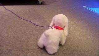 Hasbros FurReal Friends  GoGo My Walking Pup  Video by Nancy Johnson Horn [upl. by Octave]