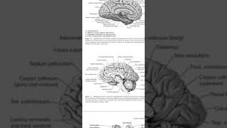 Cingulate gyrus [upl. by Aria]