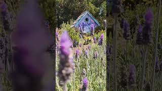 Garden attractions  BEE FRIENDLY gardening shorts pollinators [upl. by Laise]